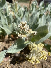Asclepias vestita