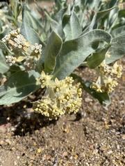 Asclepias vestita