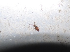 Entomobrya atrocincta