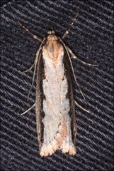 Leptocroca sanguinolenta