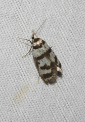 Philobota impletella