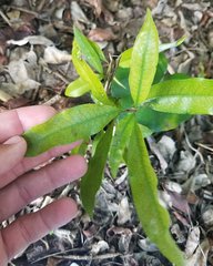 Sideroxylon salicifolium