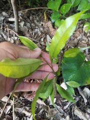 Sideroxylon salicifolium