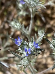 Eriastrum calocyanum