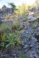 Solidago hispida hispida