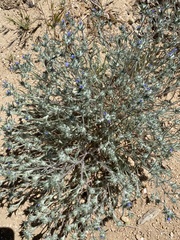 Eriastrum calocyanum