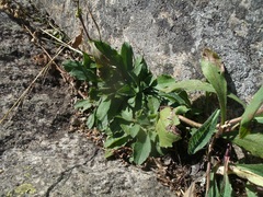 Solidago hispida hispida