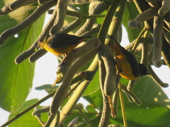 Euphonia fulvicrissa
