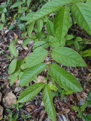 Combretum indicum