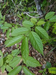 Combretum indicum