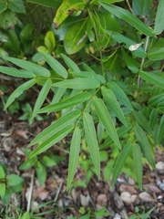 Senna ligustrina
