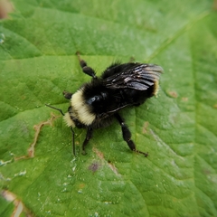 Bombus vosnesenskii