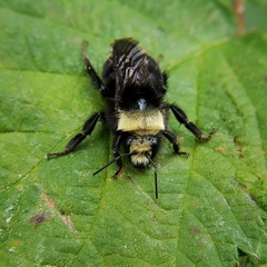 Bombus vosnesenskii