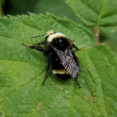 Bombus vosnesenskii