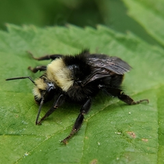 Bombus vosnesenskii