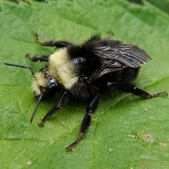 Bombus vosnesenskii