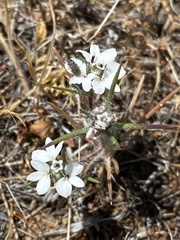 Calycadenia villosa