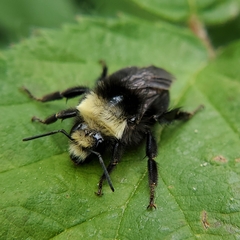 Bombus vosnesenskii