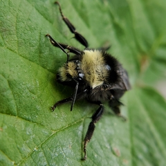 Bombus vosnesenskii