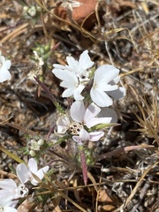 Calycadenia villosa