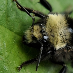 Bombus vosnesenskii