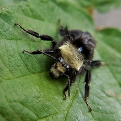 Bombus vosnesenskii