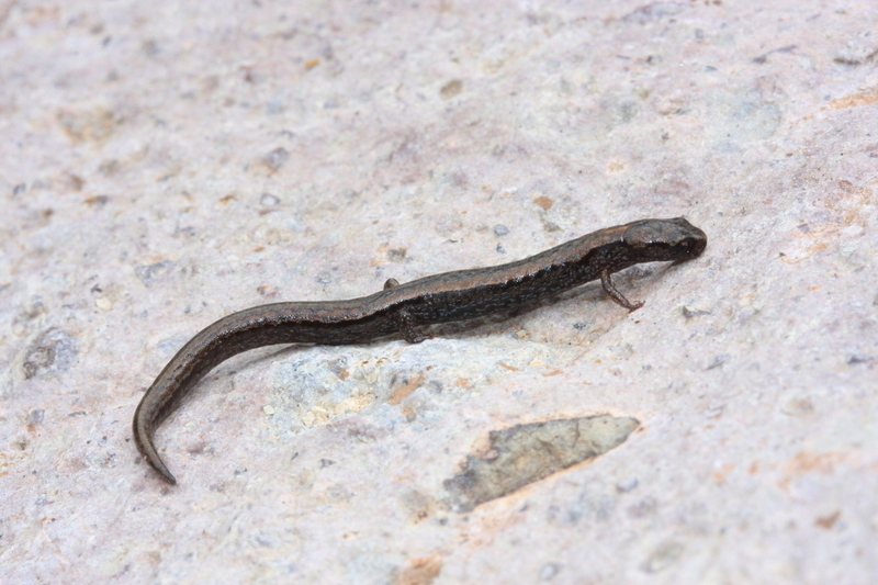 MacDougall's Minute Salamander