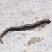 Salamandra Pigmea Chinanteca - Photo (c) 2014 Sean Michael Rovito, algunos derechos reservados (CC BY-NC-SA)