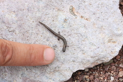 Macdougall's Pigmy Salamander photo 5
