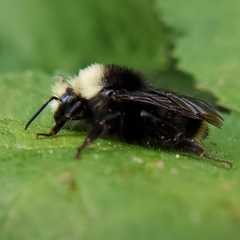 Bombus vosnesenskii