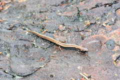 Macdougall's Pigmy Salamander photo 4