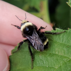 Bombus vosnesenskii