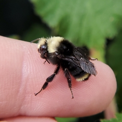 Bombus vosnesenskii