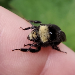 Bombus vosnesenskii