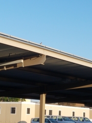 Haemorhous mexicanus