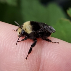 Bombus vosnesenskii