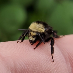 Bombus vosnesenskii