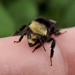 Bombus vosnesenskii