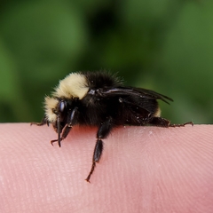 Bombus vosnesenskii