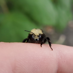 Bombus vosnesenskii
