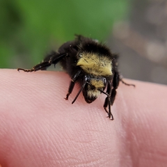 Bombus vosnesenskii