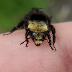 Bombus vosnesenskii