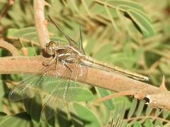 Orthetrum caffrum