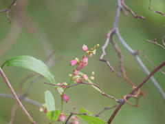 Muehlenbeckia sagittifolia