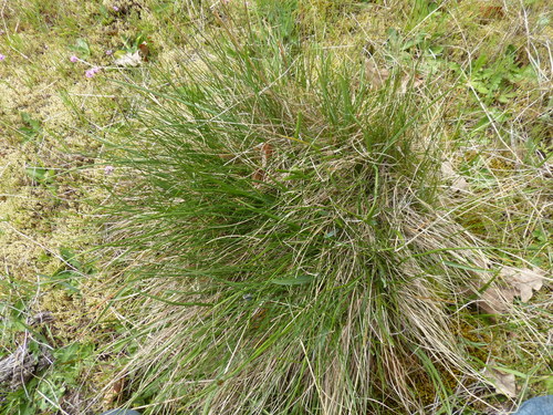 Image of Festuca roemeri by (c) J Straka, some rights reserved (CC BY)