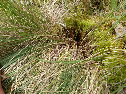 Image of Festuca roemeri by (c) J Straka, some rights reserved (CC BY)