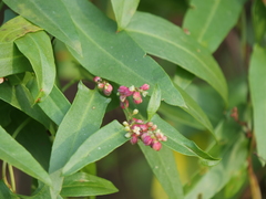 Muehlenbeckia sagittifolia
