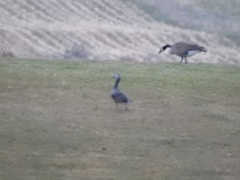 Anser caerulescens × Anser albifrons