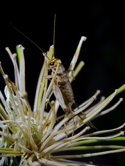 Gryllodes sigillatus