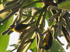 Euphonia fulvicrissa